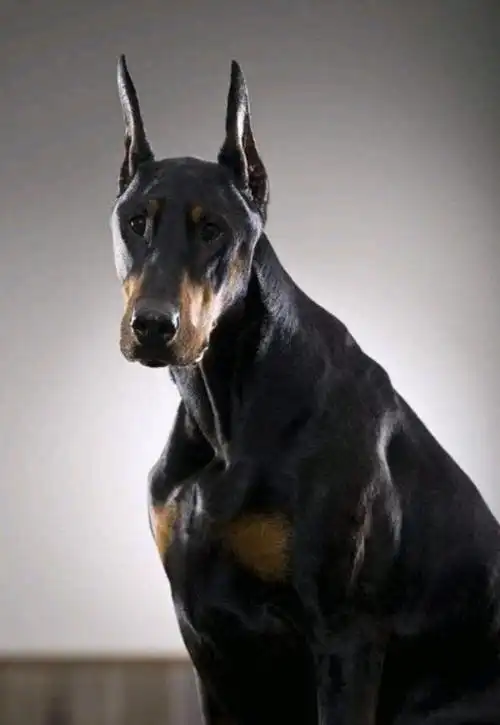 世界十大聪明犬排名,这些汪深得人们喜爱