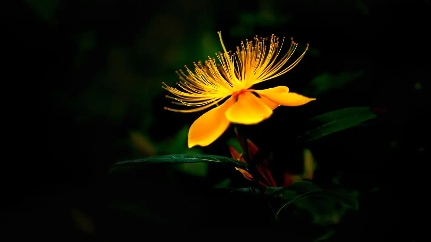 唯美金丝桃植物特写高清宽屏壁纸