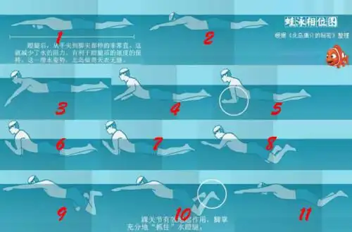 蹬腿和手部划水的配合节奏有很大不同.