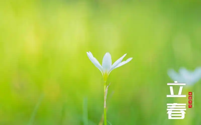 立春时节唯美迷人主题图