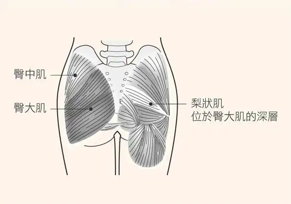 用毛巾,椅子做2招臀部伸展操,减缓疼痛