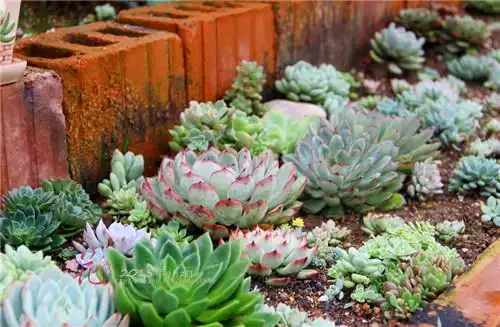 楼顶露养地栽多肉的养护方法 – 多肉联萌