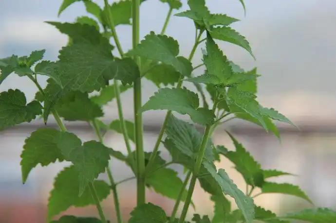 藿香图片 藿香草本植物图片 野菜图片
