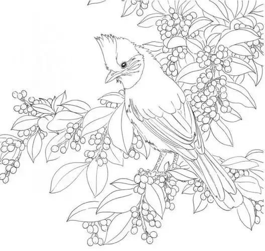 黑白花鸟线描100例(第二篇)