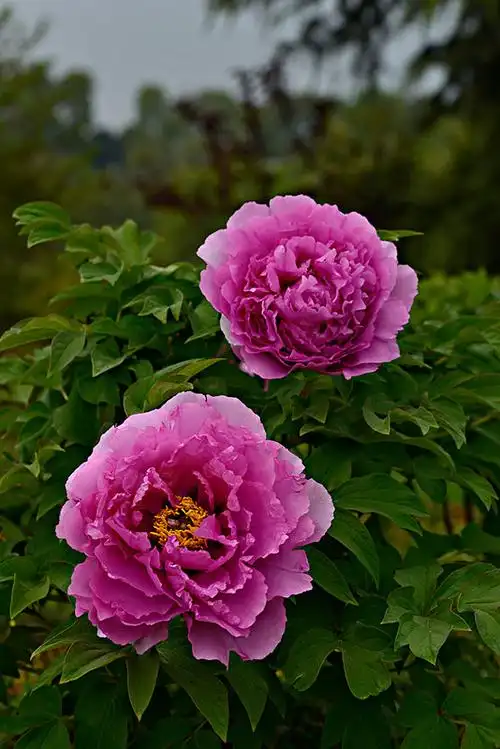 牡丹花图片_图片大全