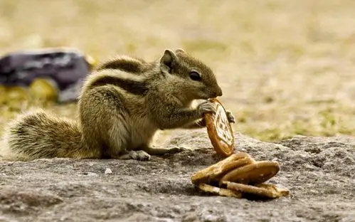 精选可爱迷人的小松鼠动物图片分享