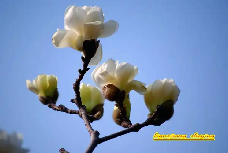 东莞市花玉兰花[东莞风情之,,,,] - tomcru - tomcru的博客