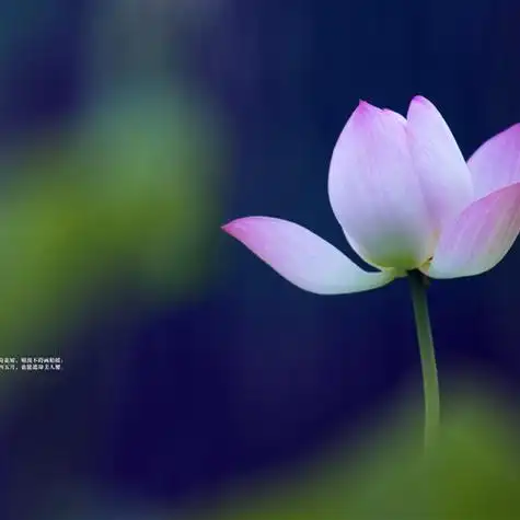 精选自然风光清新淡雅风景头像蓝天白云绿色植物