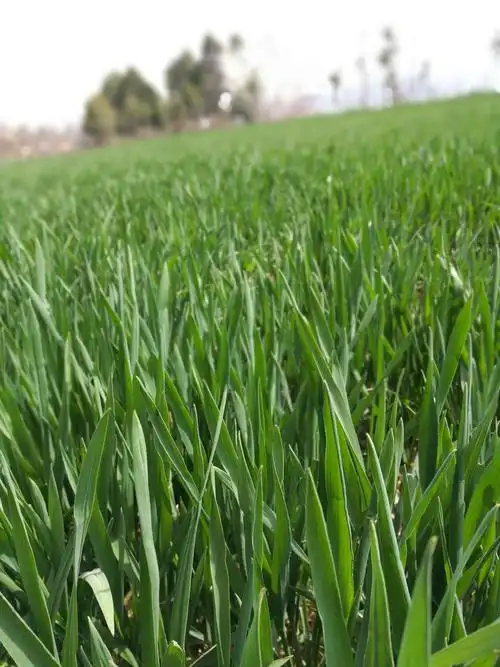 绿油油的麦苗,勃勃生机.