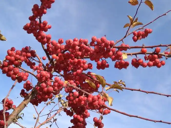 诱人的冬红海棠果