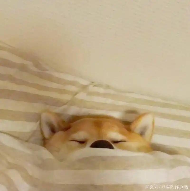 可爱的柴犬头像,快来看看吧!