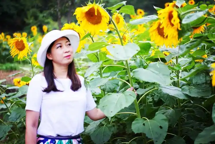 向日葵之所以幸福,是因为时刻都微笑着面对阳光.