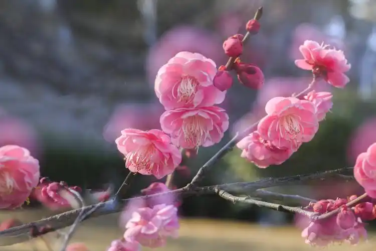 寒冬的梅花,秀出自己的美智