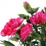 花草头像图片大全_微信头像图片大全