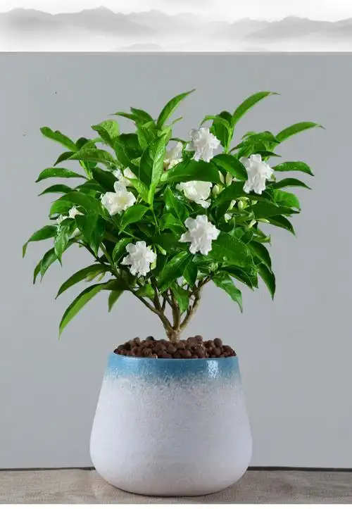 四季阳台室内花卉好养易活开花植物盆景 【夕夏花暖】小芳荷丁香花 带