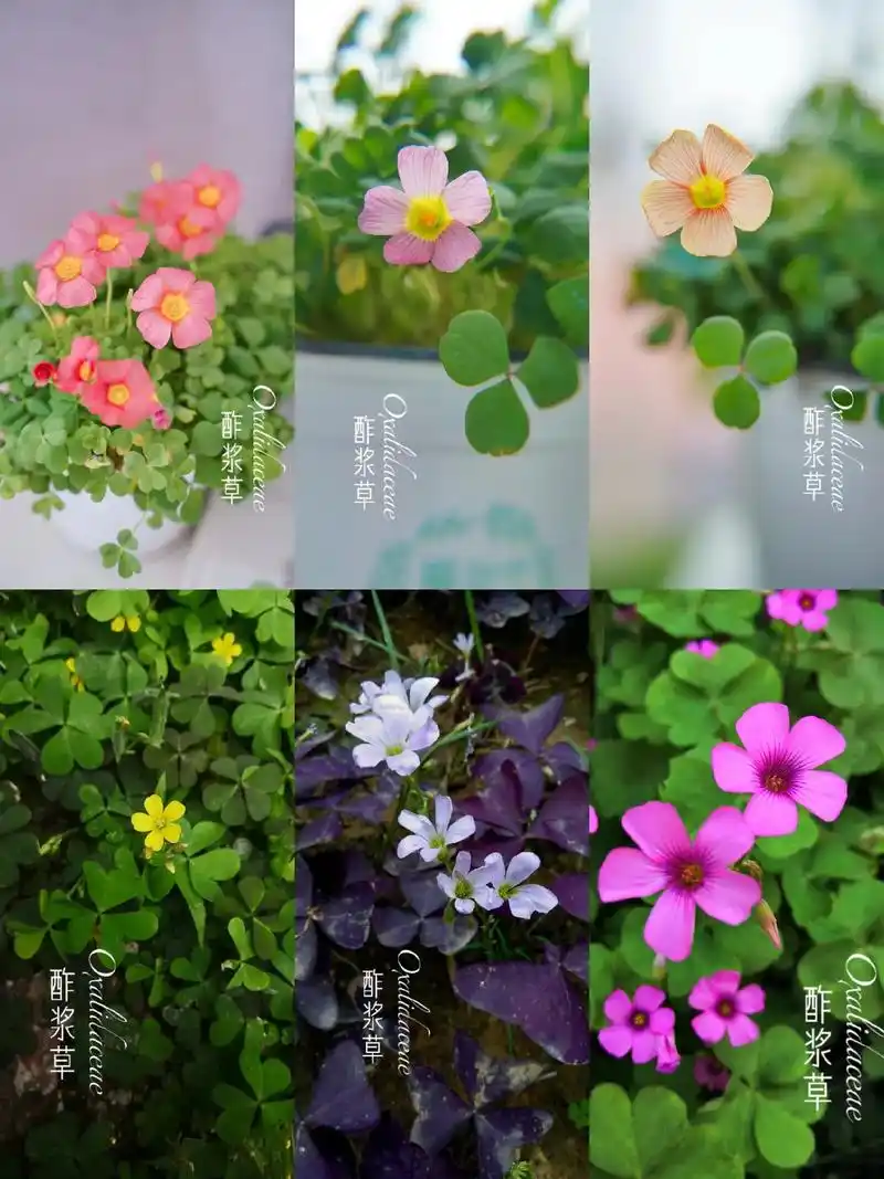 身边的植物--酢浆草