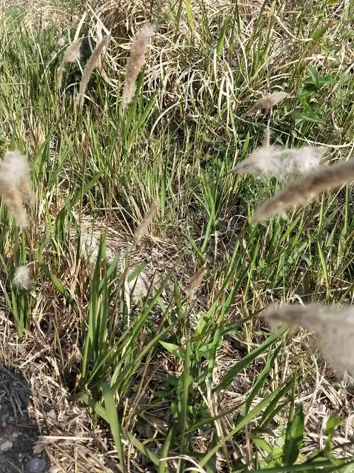 白茅根的功效与作用中药与植物之白茅根