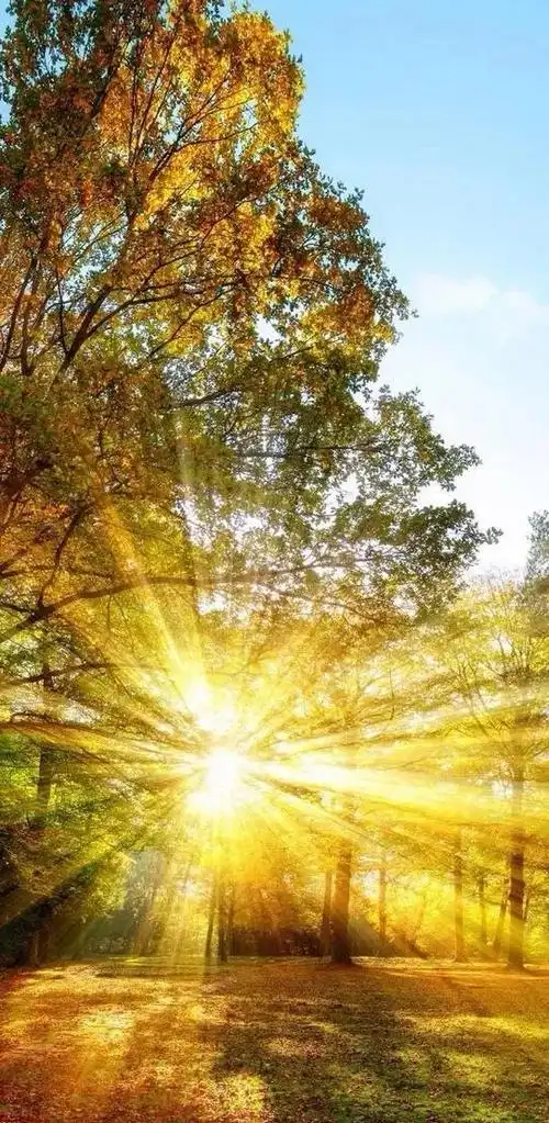 唯美晨光壁纸:清晨的第一缕阳光,迎来新的一天