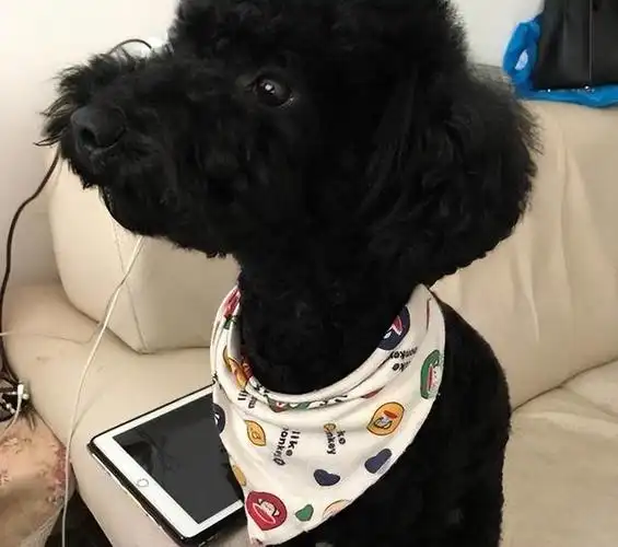 告诉你一个秘密:养泰迪,千万别养"黑"的