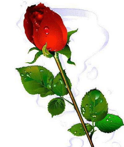 含苞欲放玫瑰水珠一枝花gif动图_动态图_表情包下载_soogif