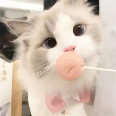 看一眼就会爱上的超治愈可爱猫咪头像 全网最火最新的萌宠头像集_动物