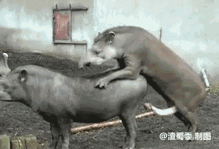 320_217gif 动态图 动图