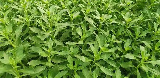 "入伏吃3草,苦夏病不扰",7月15日入伏,3种"养生草"该吃了