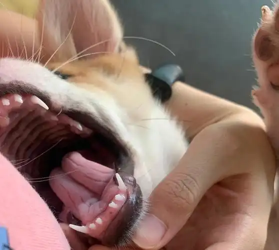 我也捡到小靴子啦#柯基串串  #狗狗日常  #小狗换牙记