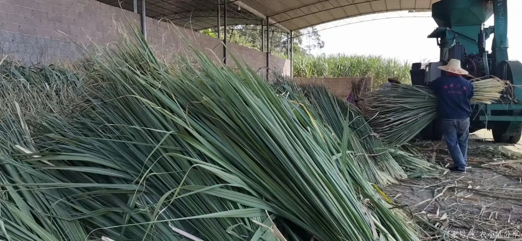 甘蔗尾制作青贮饲料的方法