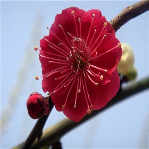 实物梅花盆景 原生朱砂梅 乌梅 乌羽玉 造型树桩室内老桩耐寒盆栽
