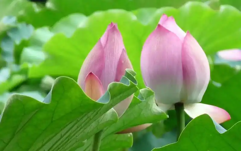 荷花图片大全真实(荷花图片大全大图唯美)