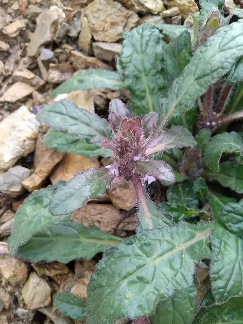 苦草(苦草的功效与作用)-伯乐知识网