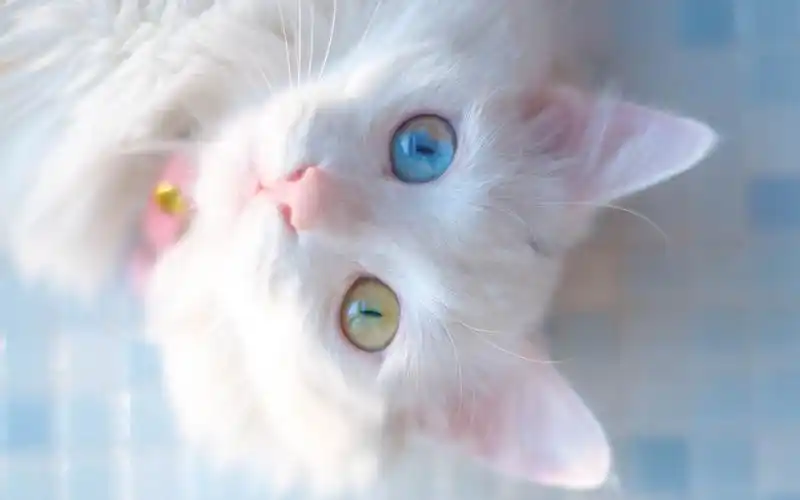 可爱白色小猫咪