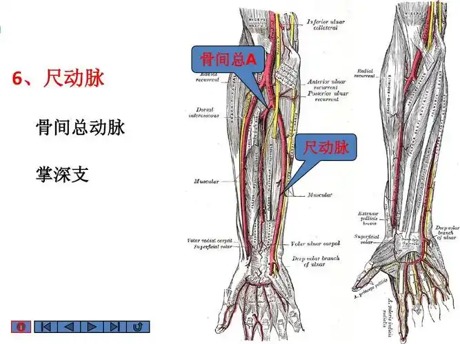 6,尺动脉 骨间总动脉 骨间总a 尺动脉 掌深支