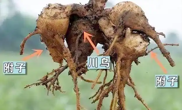 养生汤变毒汤杭州女子因碗汤命悬一线附子究竟是什么有多毒