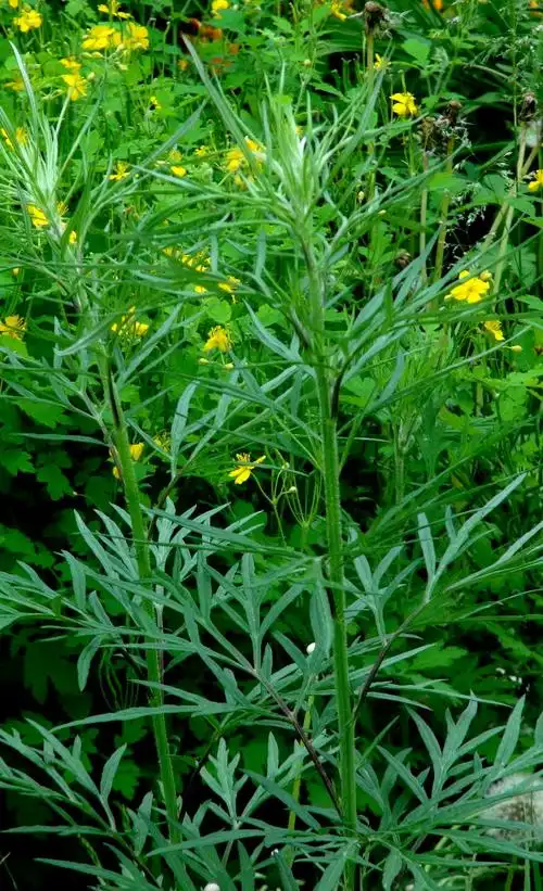 a>蒿属 /a>多年生 a href="#" data-lemmaid="541696">草本 /a>植物