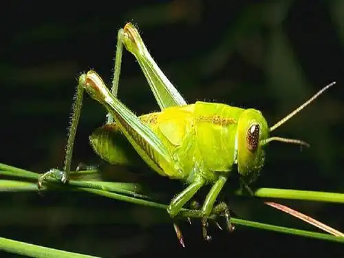 七年级语文绿色蝈蝈ppt