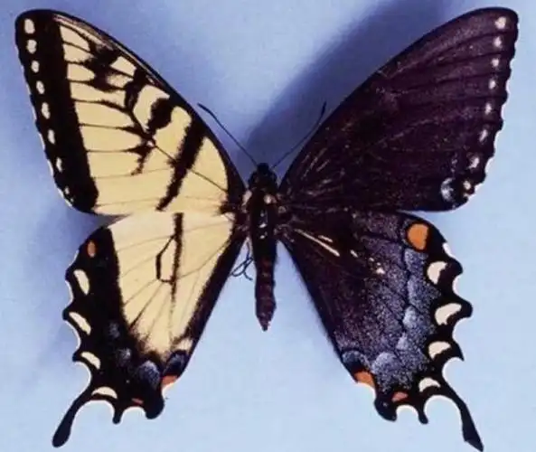 世界上最神秘的蝴蝶