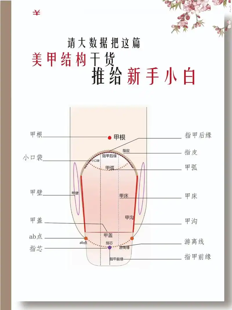 二,指甲也是由很多方面构造而成的 三,分清指甲的形状和结构更利于