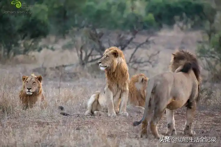 小魔鬼雄狮联盟七兄弟被赶出家门跟随着父亲一起流浪