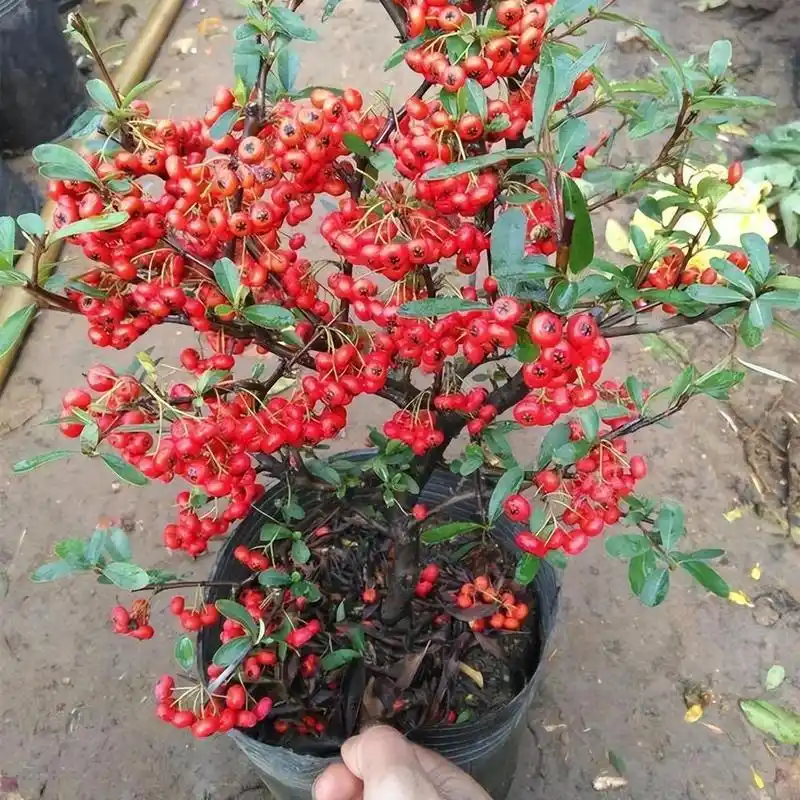 家里养一盆火棘,造型好看,养护也轻松,观花赏果两不误