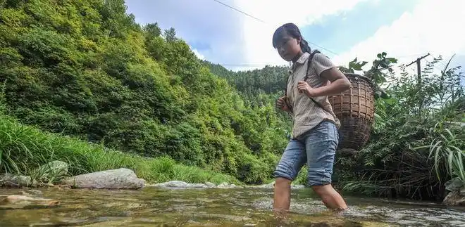 心酸农村14岁女孩每日上山采药只为救那家中患着重病的父亲