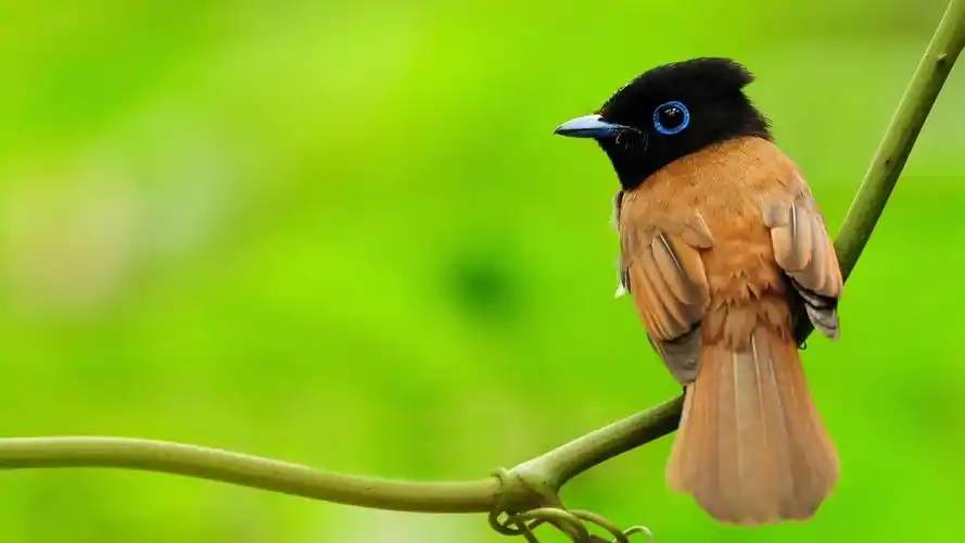 鸟分支坐-图片高清桌面壁纸 - 1920x1080 壁纸 下载