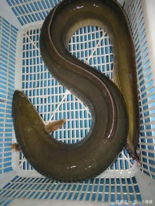 一层山小渔翁说:鳗鱼中的极品,口感最佳的鲈鳗