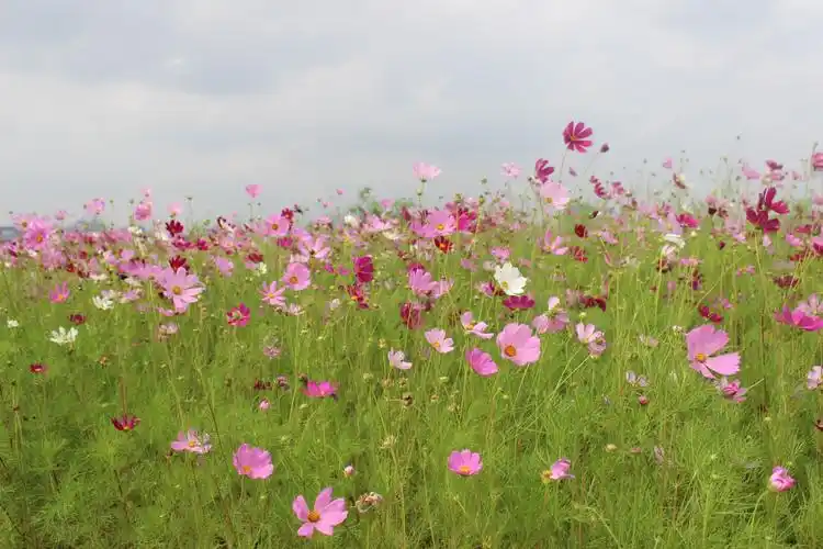 旅行路上的花花草草图片432,东亚地区旅游景点,风景名胜 - 蚂蜂窝图库