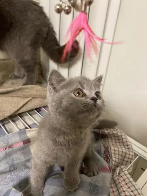 英短蓝猫蓝猫找家长价格美丽有意私