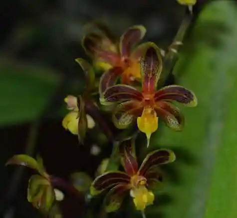 p>隔距兰(学名: i>cleisostoma sagittiforme /i>  garay):茎直立,长