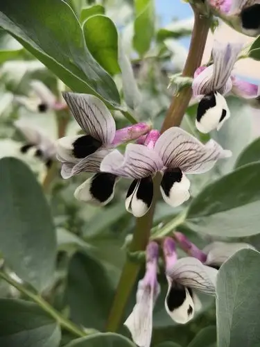 蚕豆开花也很美