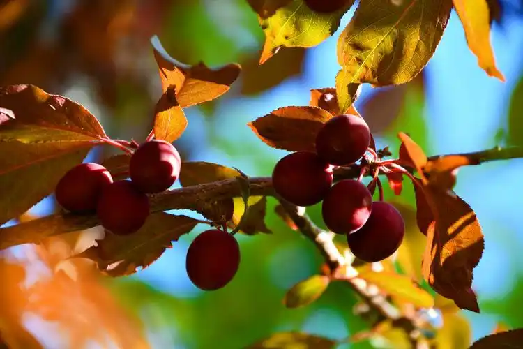红叶李果实有何功效(红叶李果实有何功效呢)