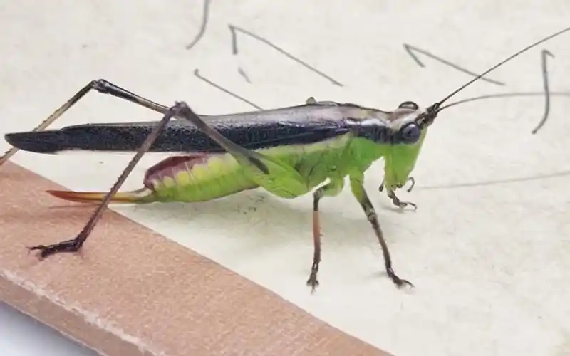 学校门口逮的悦鸣草螽conocephalusmelas